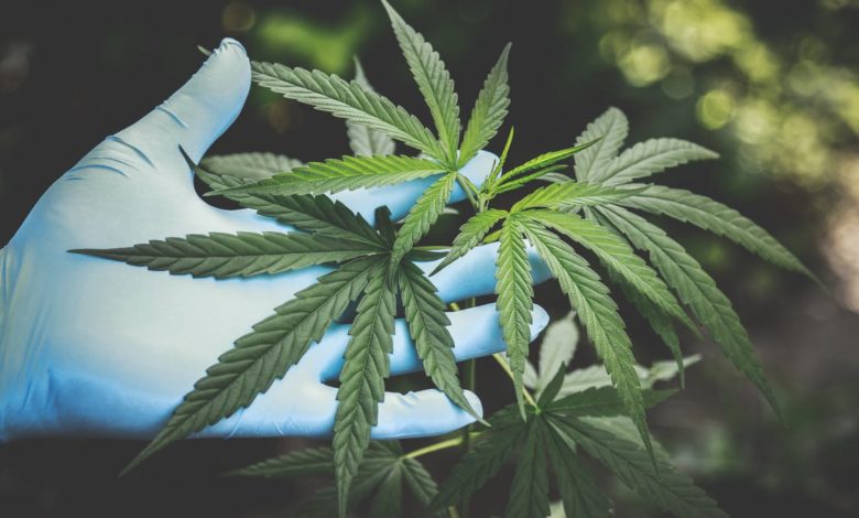 Illinois legalize marijuana