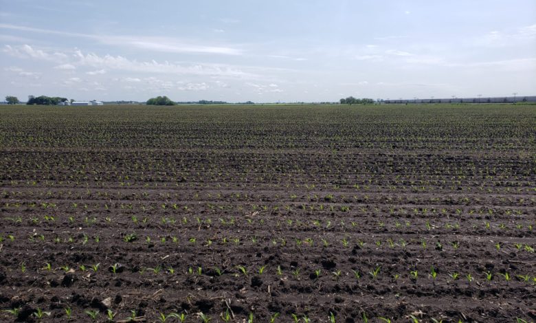 east central illinois crops 2019