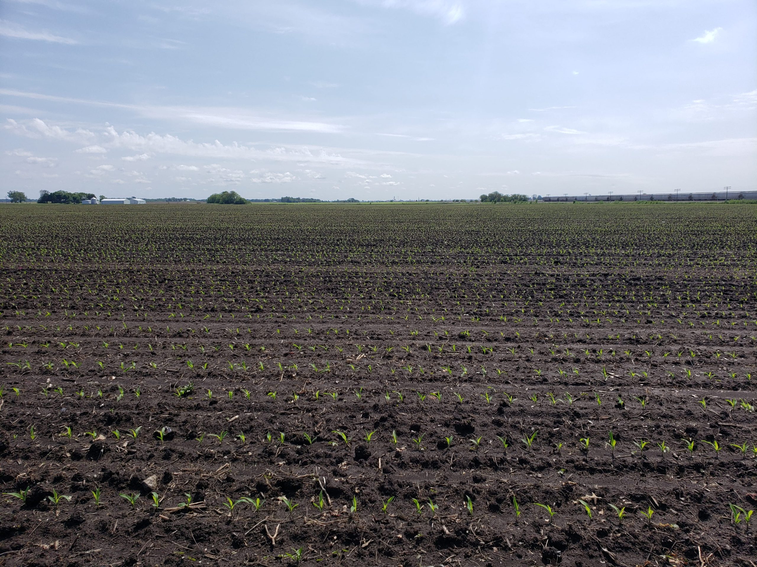 east central illinois crops 2019